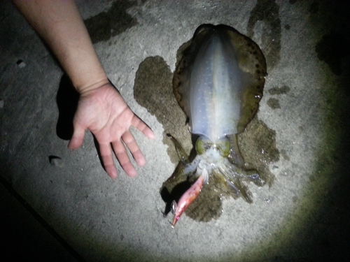 アオリイカの釣果