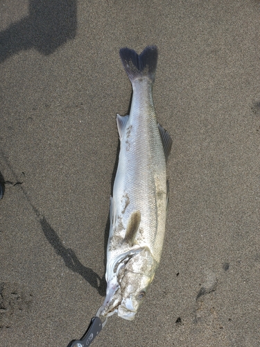 スズキの釣果