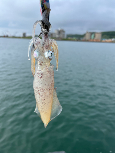 ヒイカの釣果