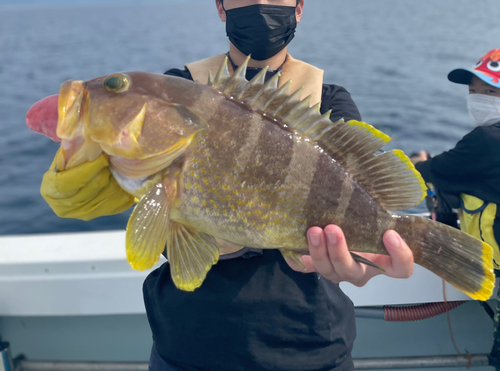 アオハタの釣果