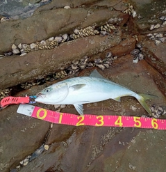 ハマチの釣果