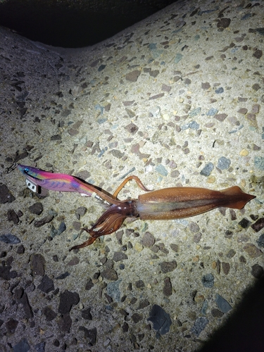 ケンサキイカの釣果