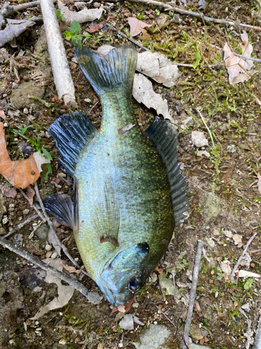 ブルーギルの釣果