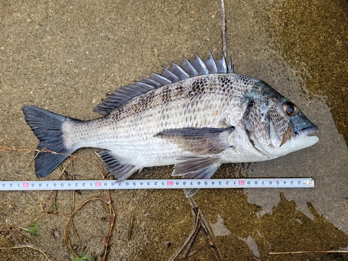 クロダイの釣果