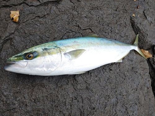 ブリの釣果