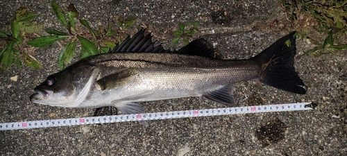 クサフグの釣果