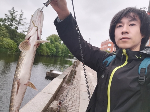 ノーザンパイクの釣果