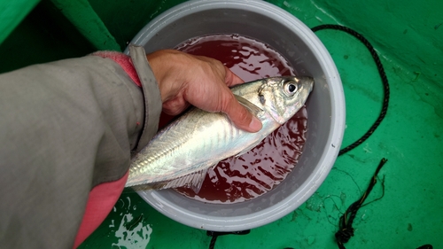 マアジの釣果