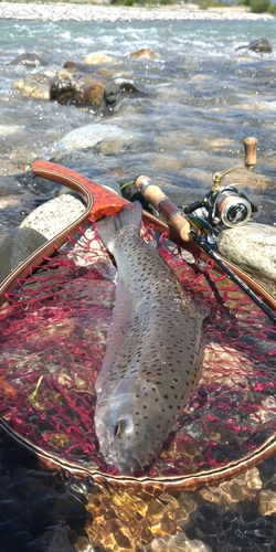 ニジマスの釣果