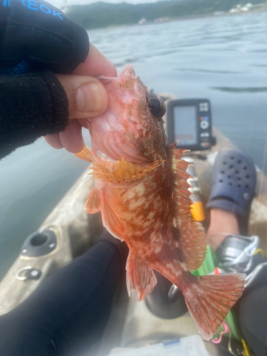 カサゴの釣果