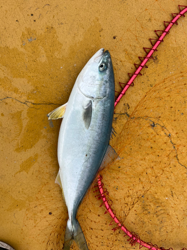 ヤズの釣果