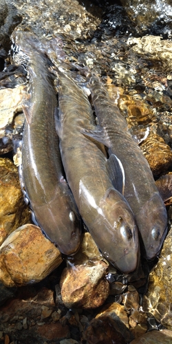 イワナの釣果