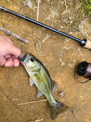 ラージマウスバスの釣果