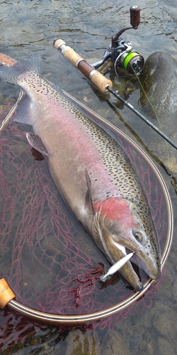 ニジマスの釣果