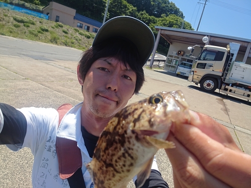 アイナメの釣果