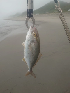 ショゴの釣果