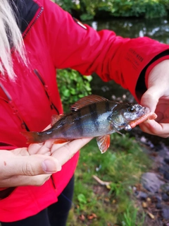 ヨーロピアンパーチの釣果