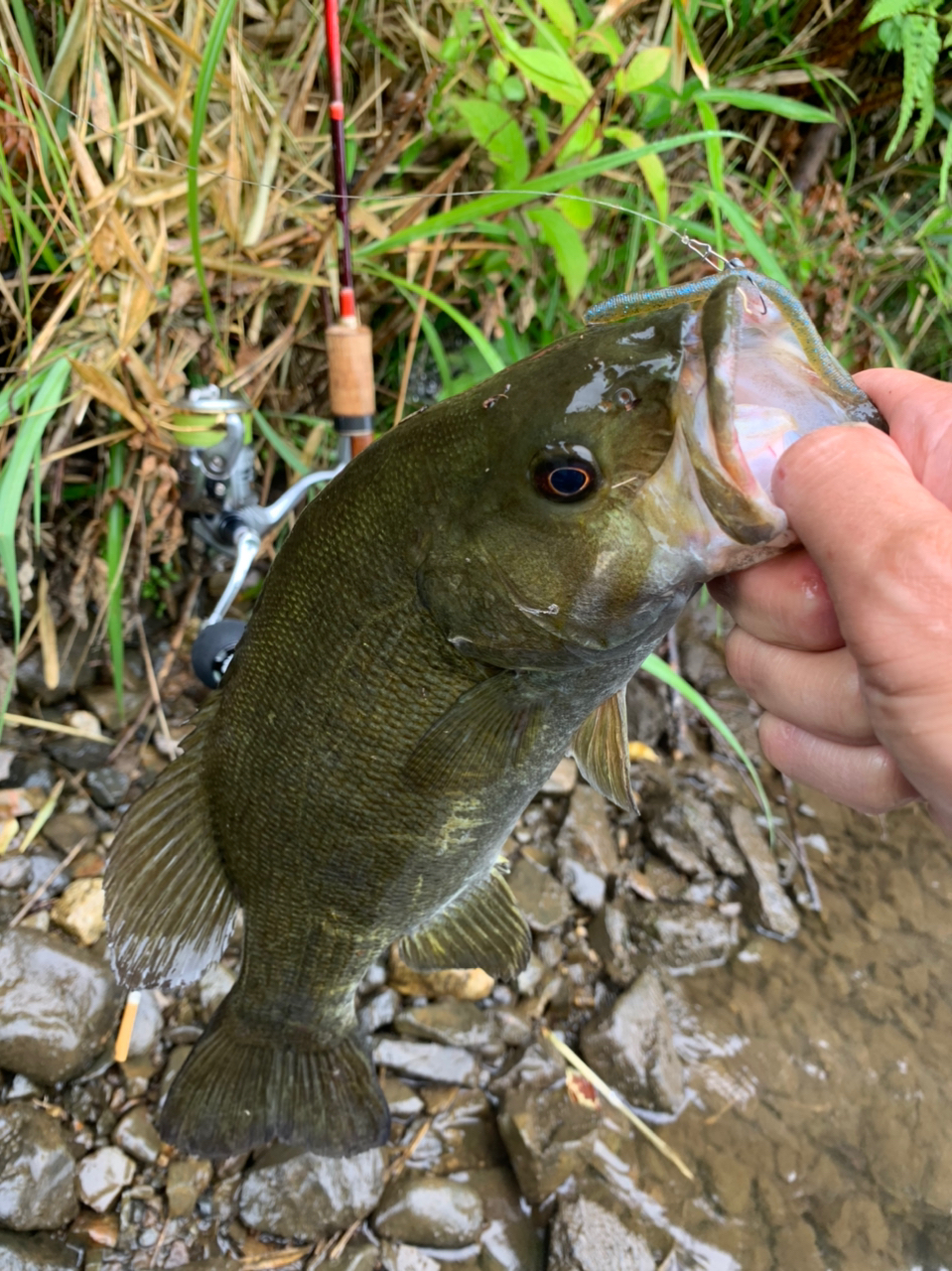 スモールマウスバス