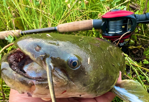 マナマズの釣果