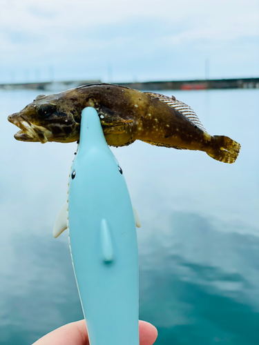 ハゼの釣果