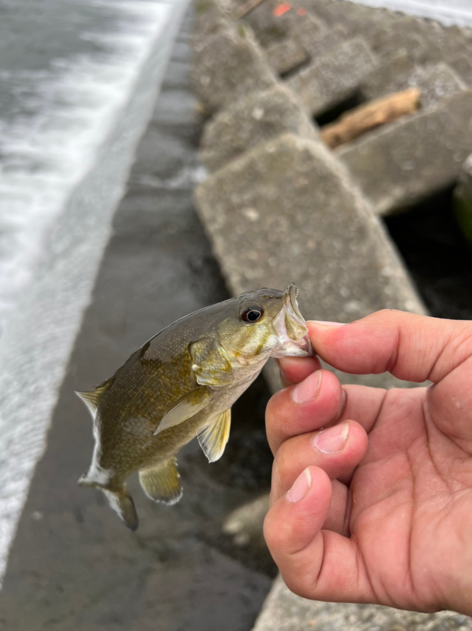 スモールマウスバス