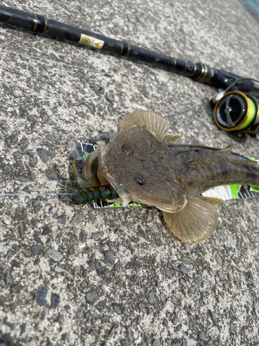 マゴチの釣果