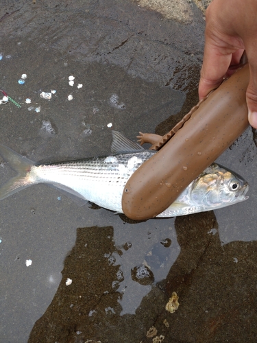 コノシロの釣果