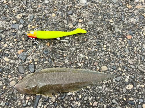 シタビラメの釣果