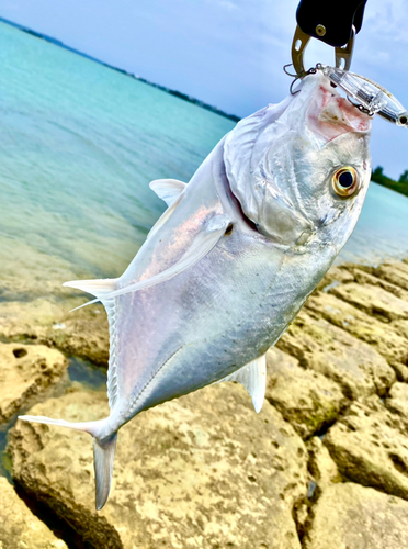 ロウニンアジの釣果