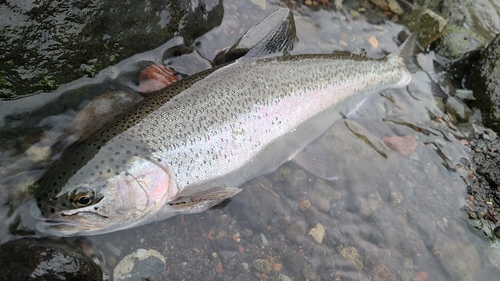 ニジマスの釣果