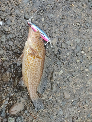 オオモンハタの釣果