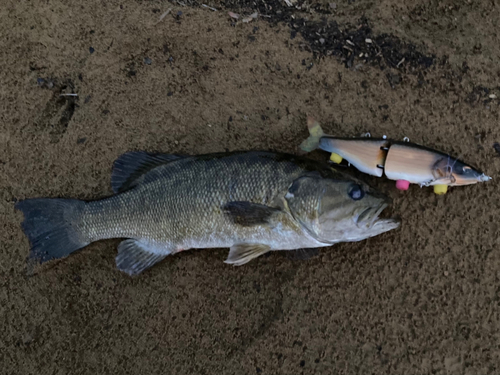 スモールマウスバスの釣果