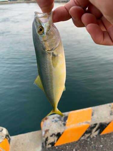 ツバスの釣果