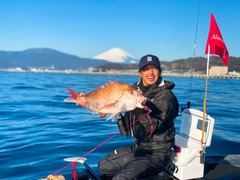 マダイの釣果