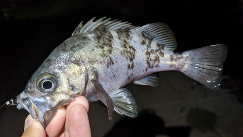 シロメバルの釣果