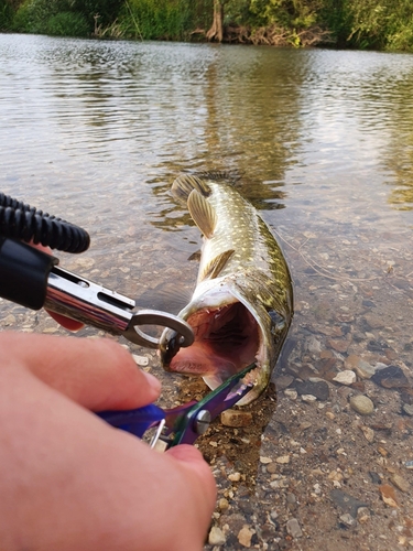 ノーザンパイクの釣果