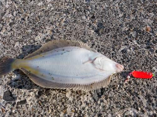 カレイの釣果