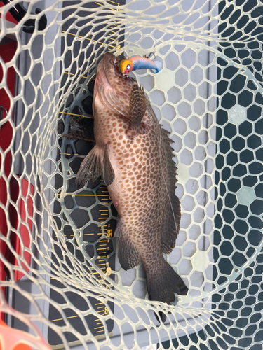 オオモンハタの釣果