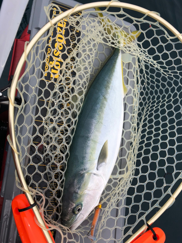 イナダの釣果