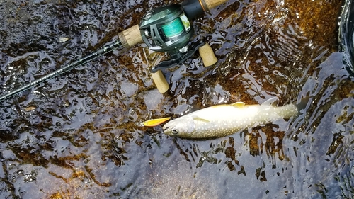 イワナの釣果