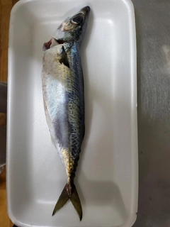 マサバの釣果