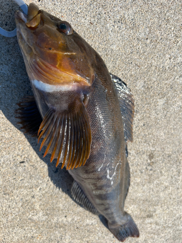 アイナメの釣果