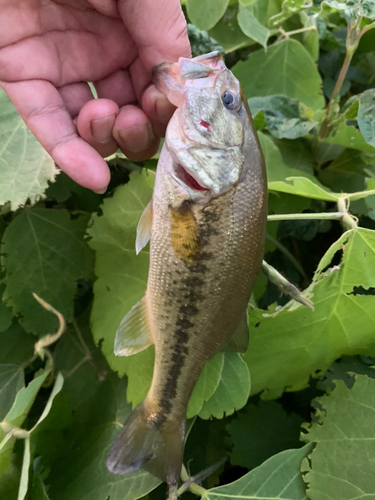 ラージマウスバスの釣果