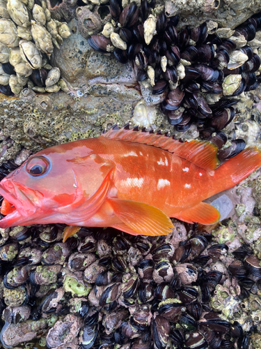 アカハタの釣果