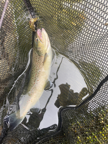 ブラウントラウトの釣果