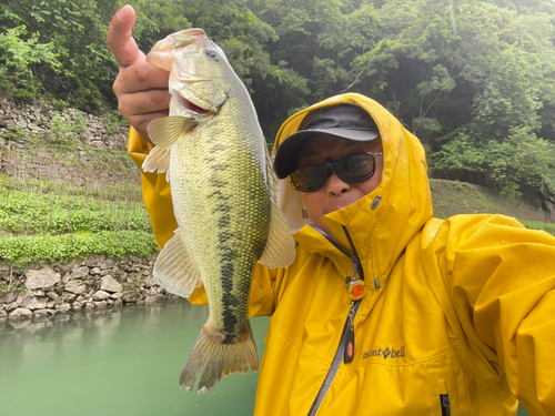 ブラックバスの釣果