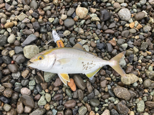 ショゴの釣果