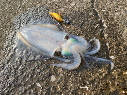 アオリイカの釣果