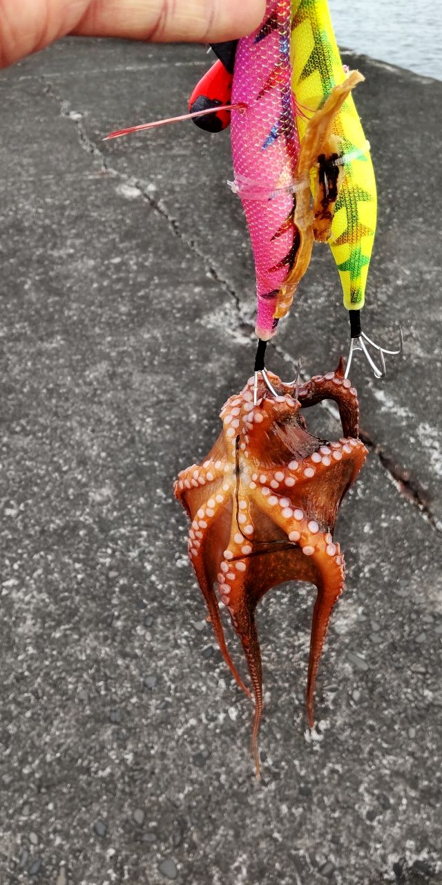 タコ