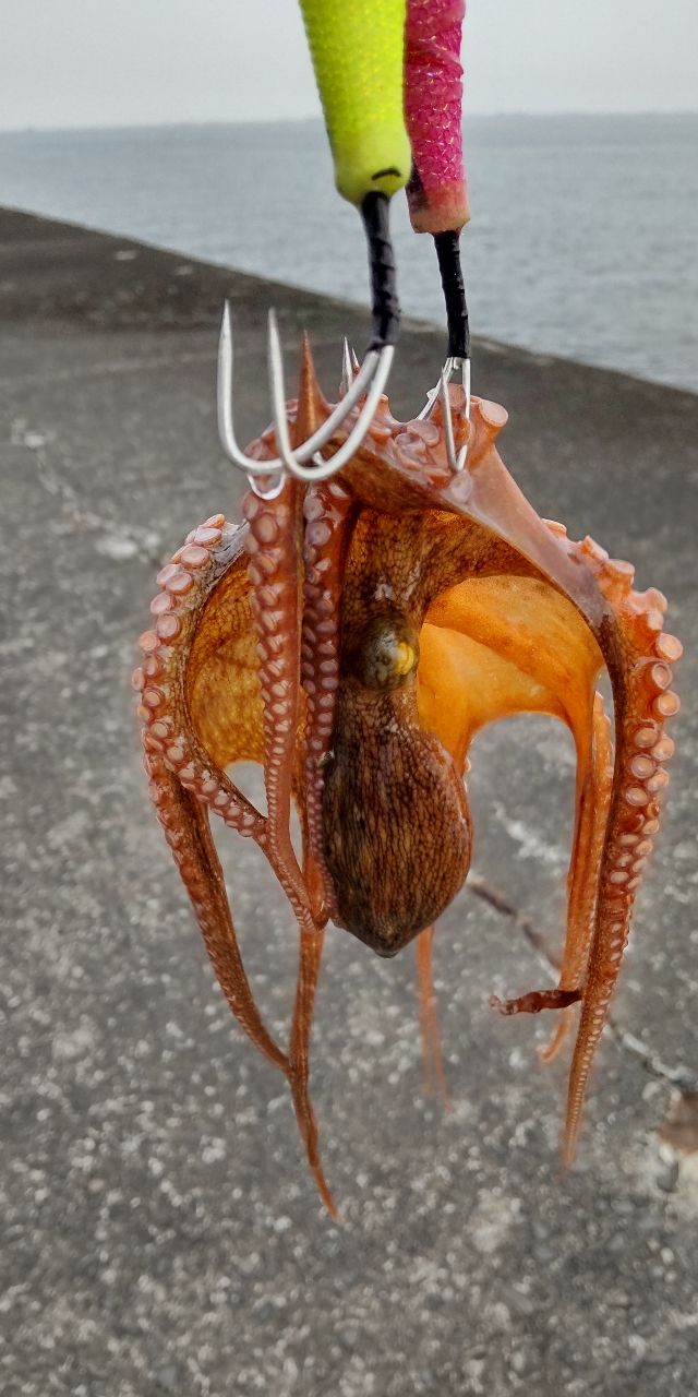 タコ